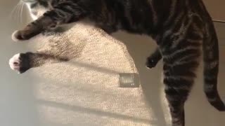 Kitten Skillfully Balances On Edge Of A Glass Wall