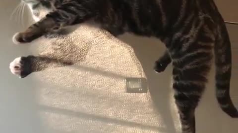 Kitten Skillfully Balances On Edge Of A Glass Wall