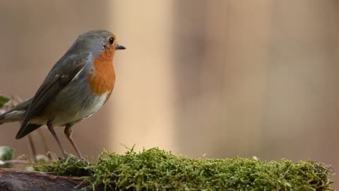 Robin Bird HD 4K