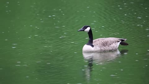 A duck swims in the middle of the lake quietly and is enjoying