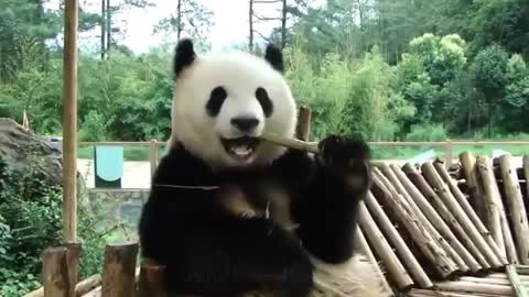 Panda bears are the coolest during meals
