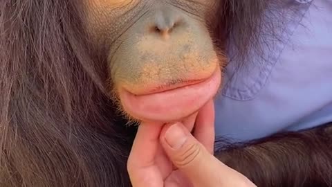 Orangutan with eye shadow