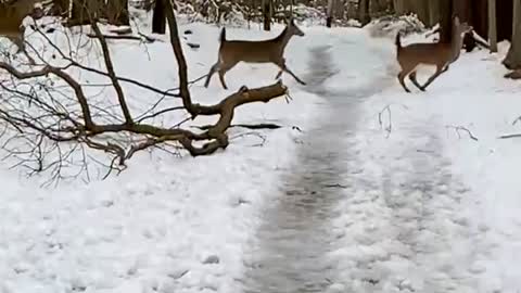 Deer Surprise