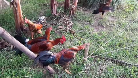 Chickens ready to fight and Snake
