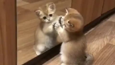 Cute funny cat can't recognise her own images