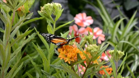 Butterfly insect nature blossom