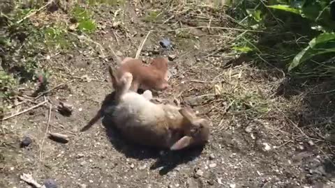 Weasels catches the rabbit