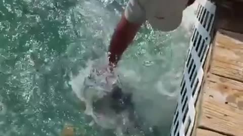 Fish Grabs Man's Arm! - Tarpon Smackdown