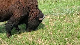 Close-up with a Buffalo