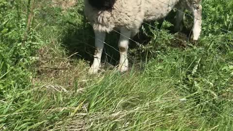 Passerby Saves Sheep Stuck in a Fence