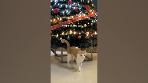 Funny animal 😁😆new funny cats and dogs videos