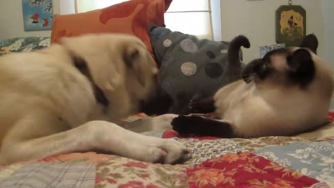 Cat knocks the dog in the face🤣