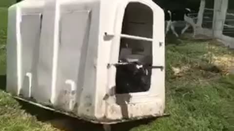 Cow Takes Enclosure for a Walk