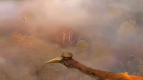 Dinosaur video
