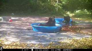 Bear Brings Cub for a Swim in Kiddie Pool