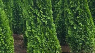 5/6 ft evergreen arborvitae