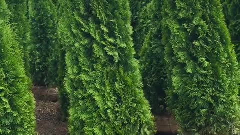 5/6 ft evergreen arborvitae