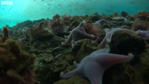 Diving below the Antarctic Ice Sheet with No Escape | Seven Worlds, One Planet | BBC Earth