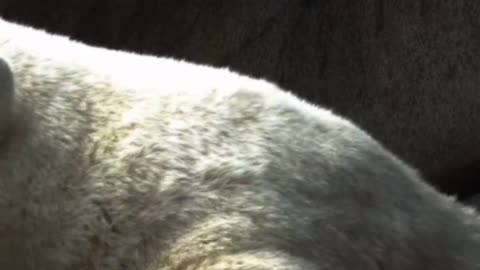 Polar Bear Animals Videos For Kids