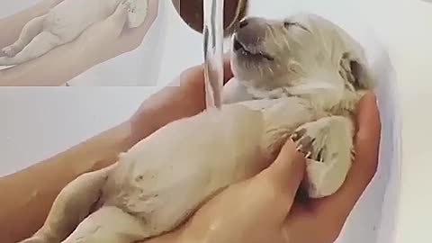 Sleeping baby dog takes a bath