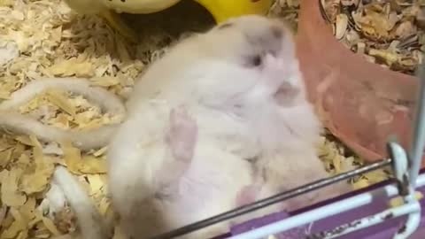 What a cute hamster!!