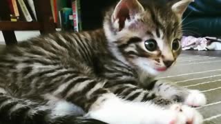 Filming Small Kitten Just woke up