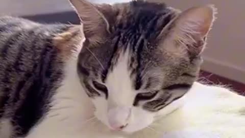 Beautiful cat 🐈 trending video