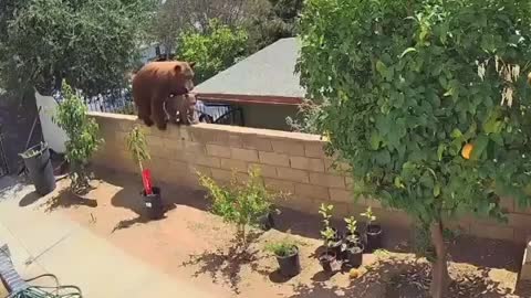 Woman pushes bear over wall to save her dogs