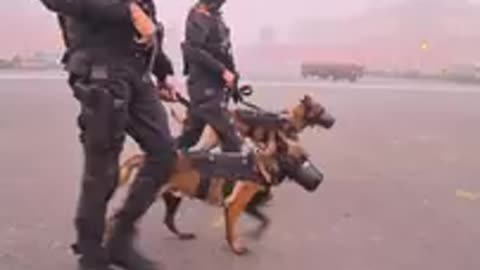 ARMY DOG TRANING