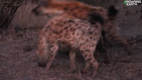 Bengal Tiger Attacks Sloth Bear In Tree