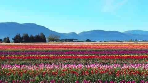 stunning Tulip field in Canada