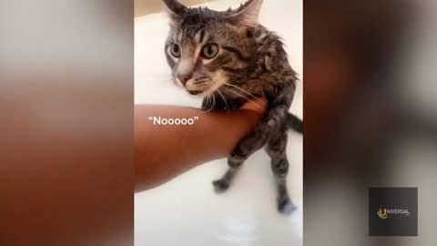 A Cute Cat refuses to take her bath while arguing with her owner