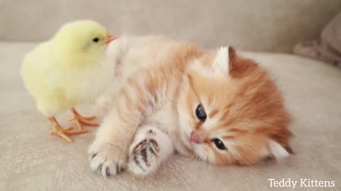 a cat adopts a baby chick