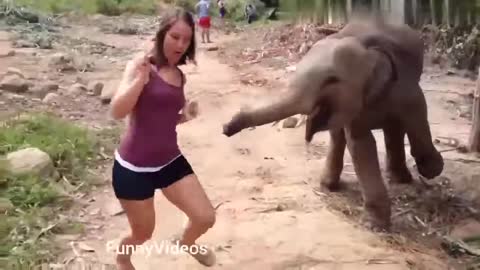 Hot girls vs Animals-Funny Animals vs Humans video Compilation😁😂😆😁😂🤣😂