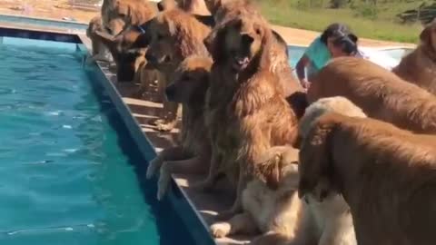 dog pool partyy