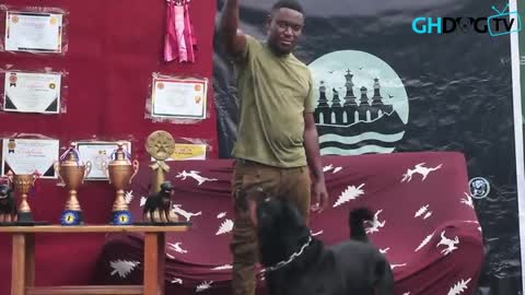 Dog Training By Rottweiler