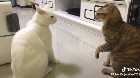 Cats talking !! these cats can speak english lol