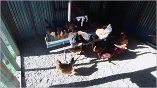 As The Crop Turns: Season 1 Chicken Series: chicken, hen, girls, puppies, DIY, farm, bird, off grid