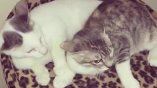 Cat is Protecting His Wife From a Bad Dogy