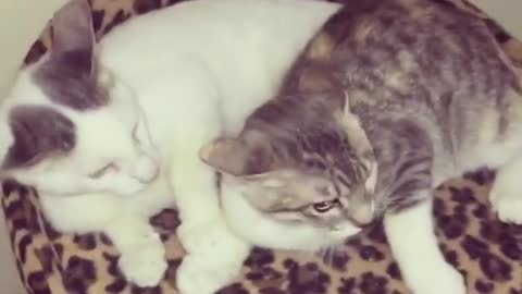 Cat is Protecting His Wife From a Bad Dogy