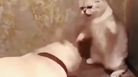 Cat vs dog fani fight