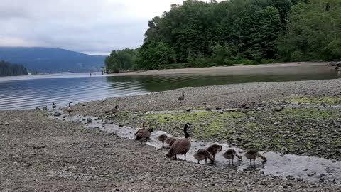 Thirsty Goose Family Having a Drink