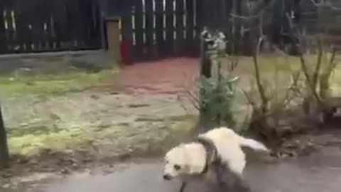 Typical Labrador loves splashing in muddy billabongs