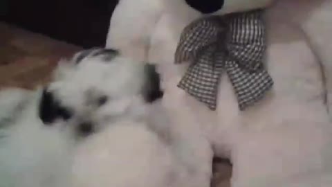 Little Shih Tzu play with Toy Bear