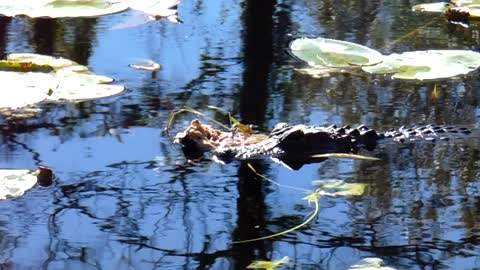 Buddy the Teenage Alligator Catches Lunch and Will Not Share