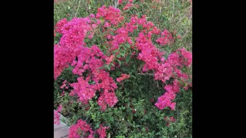 A large bunch of flowers