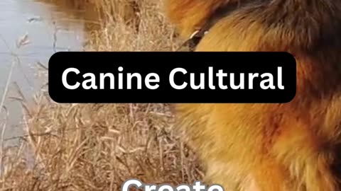 Canine Cultural