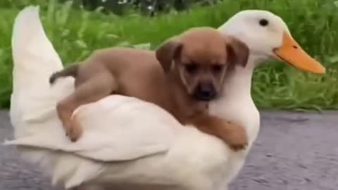 Ayo puppy on a duck