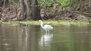 31 Toussaint Wildlife - Oak Harbor Ohio