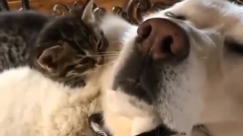 A dog having fun with a cat in a different way